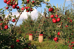 Apple Farming: Is It a Good Idea to Start Your Apple Farm?