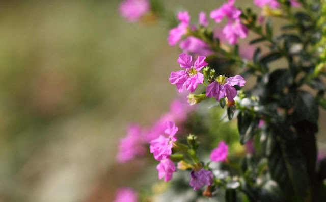 Mexican Heather Flowers Pictures