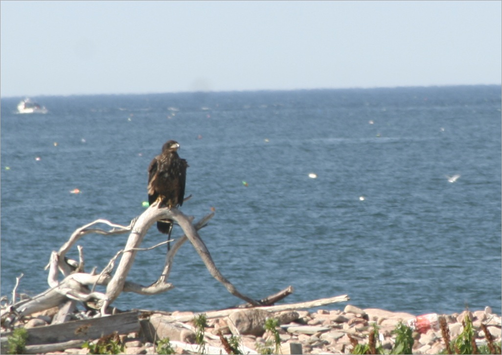 Bald Eagle, Immature