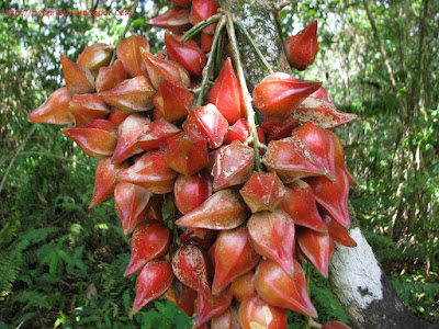 Baccaurea angulata - Belimbing Merah