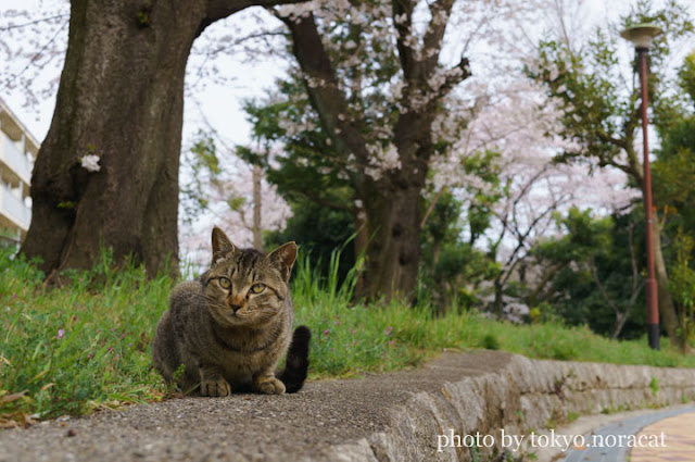 猫写真