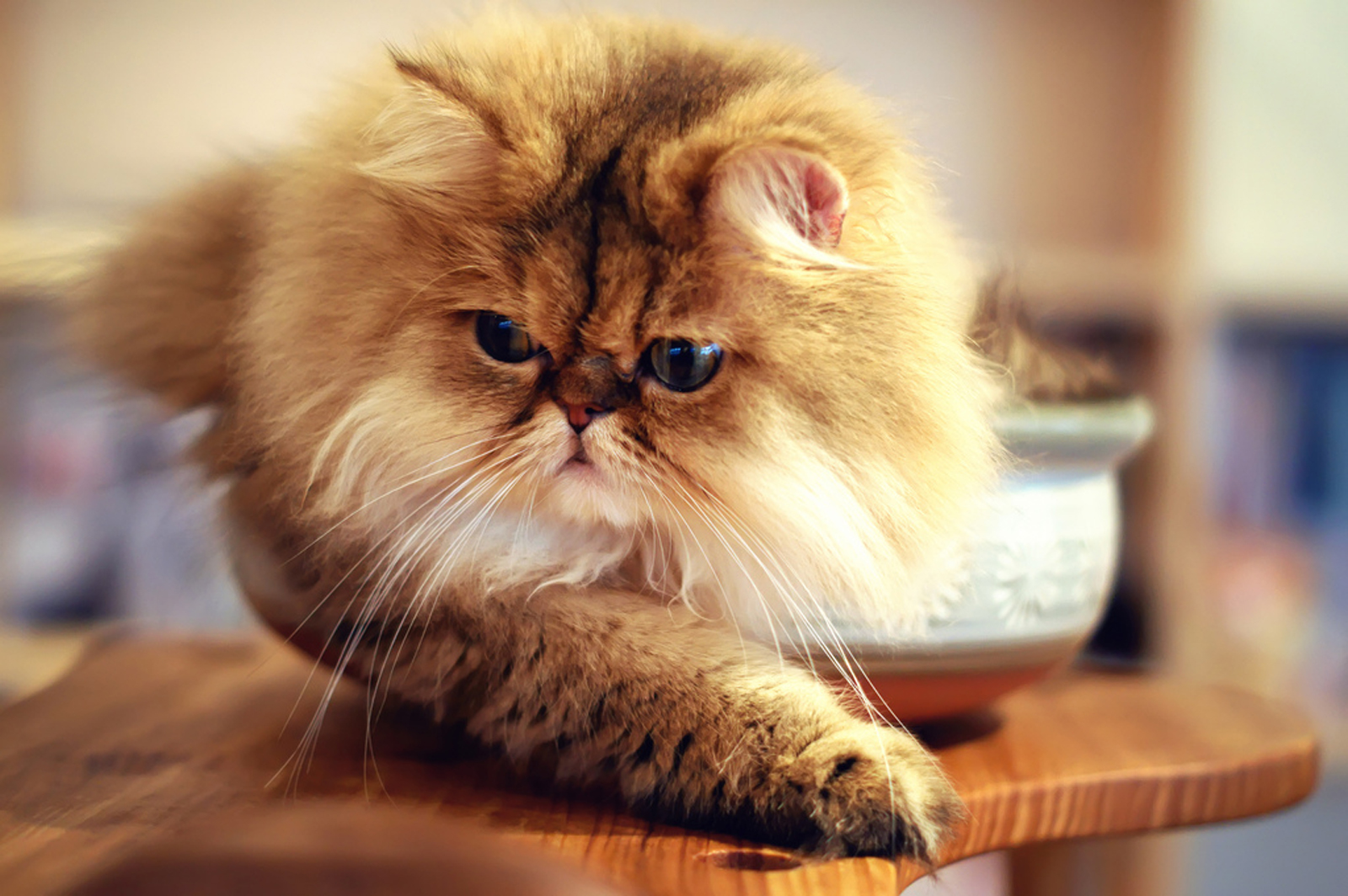 Gambar Foto Kucing Persia Lucu Imut - Gambar Kata Kata