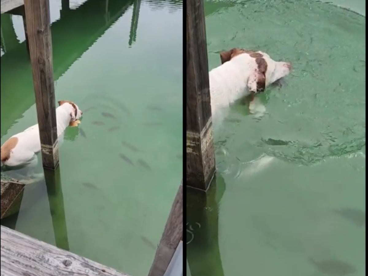 A dog catching fish