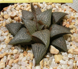 Haworthia bayeri X splendens