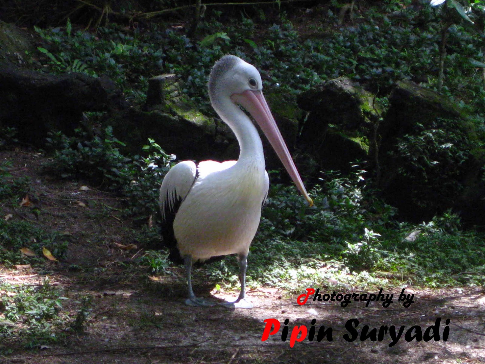 Pipin's Weblog: Pematang Siantar Zoo - More animals