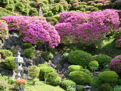  仏行寺のツツジ