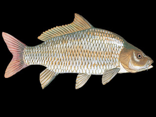 Common Carp Fish Pictures