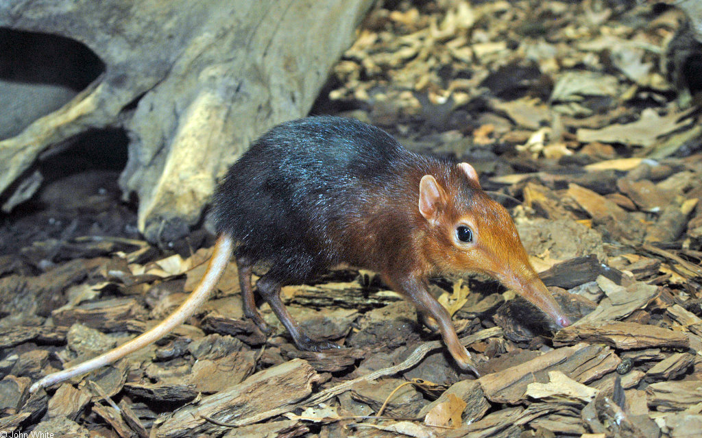Elephant Shrew