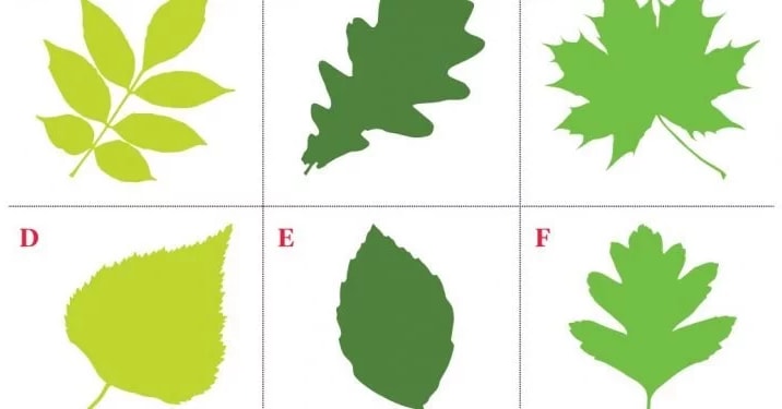 Choose A Leaf And Discover What Its Shape Reveals About Your Personality