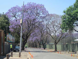 Beautiful Jacaranda Trees In Johannesburg South Africa