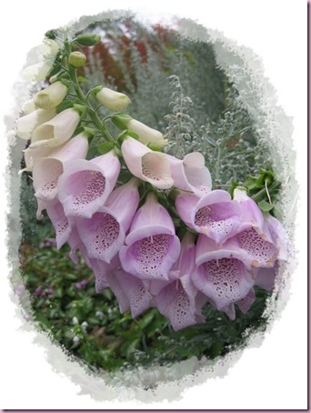 digitalis rosa