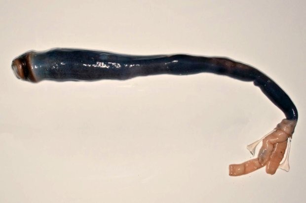 Giant five foot shipworms found for first time by scientists