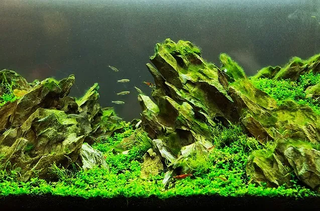 Aquascape Tank, Aquascape, Aquarium