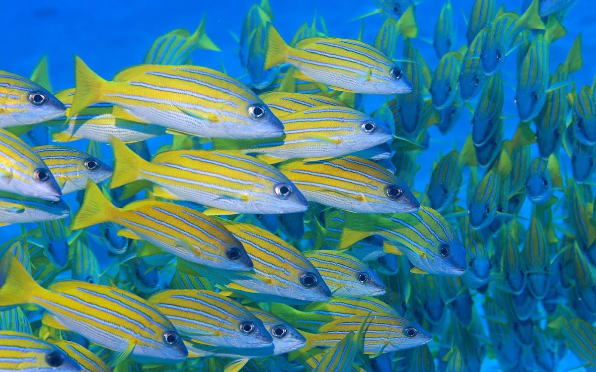 Yellow Fishes Under Sea Widescreen HD Wallpaper