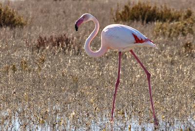 Grutte Flamingo - Flamingo - Phoenicopterus roseus