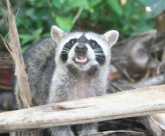 Waschbär im Cahuita Nationalpark