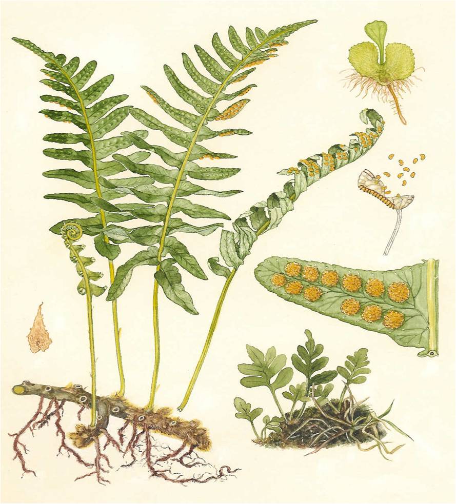 KINGDOMDUNIA PLANTAE