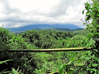 bamboo covered hills of Rwanda