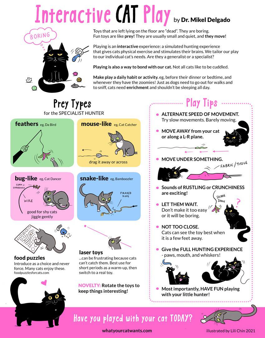 guide on how to have better playtime with your cat