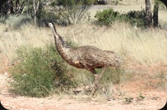 IMG_1908