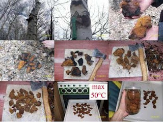 wildcrafted siberian chaga