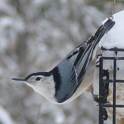 Pictures Of Birds In Winter. are the irds this winter.