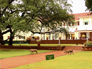 Warthogs Victoria Falls Hotel Zimbabwe