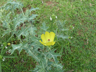 Mexican poppy - Argemone Mexicana