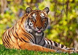 Best Latest HD tiger beautiful photos images pic wallpaper free download 42