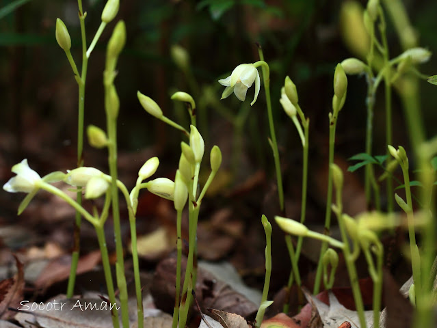 Cymbidium nipponicum