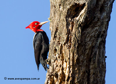 Cream backed Woodpecker