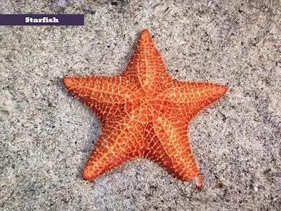 Starfish -Tara Machhli