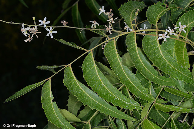 Азадирахта индийская / Ним (Azadirachta indica)