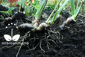 How to plant bearded iris rhizomes and bulbs