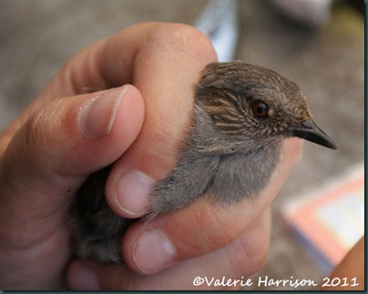 dunnock