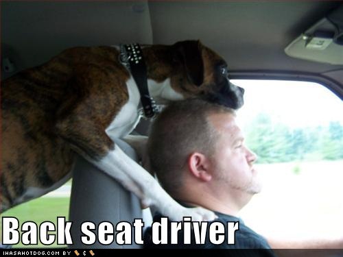 funny-dog-pictures-back-seat-driver.jpg