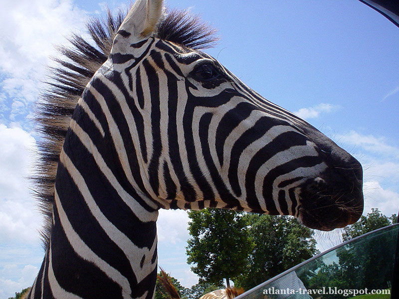 Парк сафари диких животных Wild Animal Safari