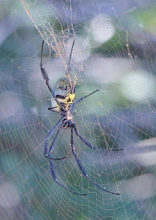 blue spider and its web in rain