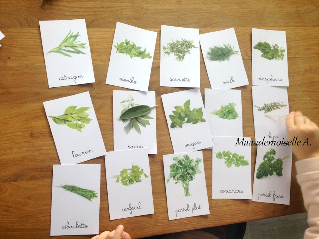 || Activité autour des cartes de nomenclature : Les herbes aromatiques