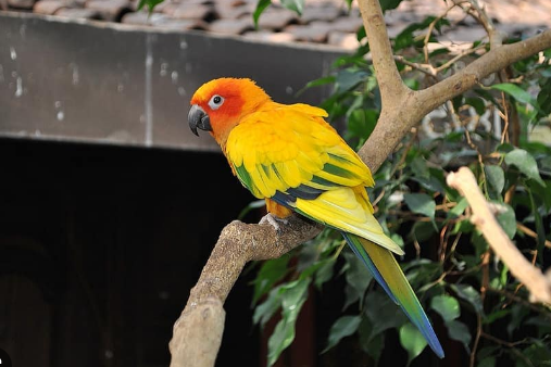 Small Conure Care Sheet: Tips to Keep Your Bird Happy and Healthy