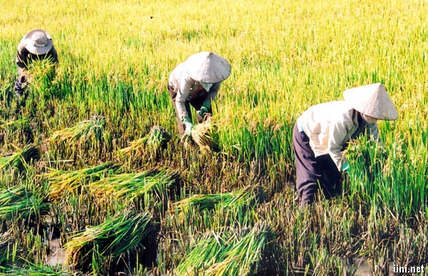 Thơ viết về Nghề Nông hay, chùm thơ ca ngợi người nông dân cần cù