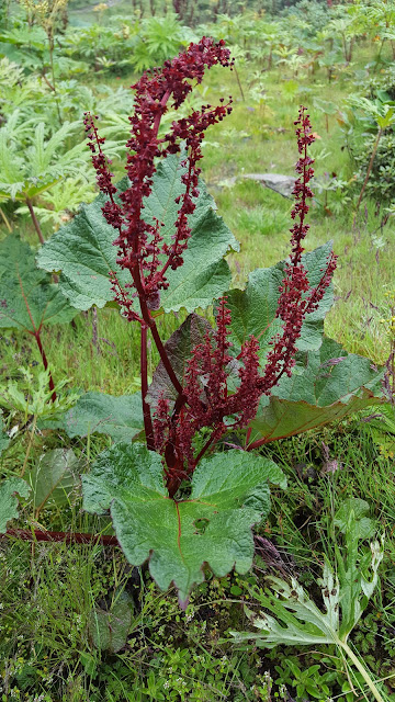 Endangered Medicinal  Plants Of Nepal, Rheum australe D.Don