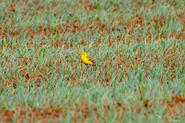 Yellow wagtail