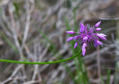 Purple Tassels (Sowerbaea laxifolia)