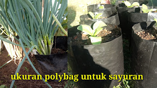 Ukuran Polybag Untuk Tanaman Sayuran