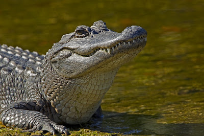Alligator grabs two-year-old boy, drags him into Lagoon in Orlando