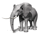 Elefante