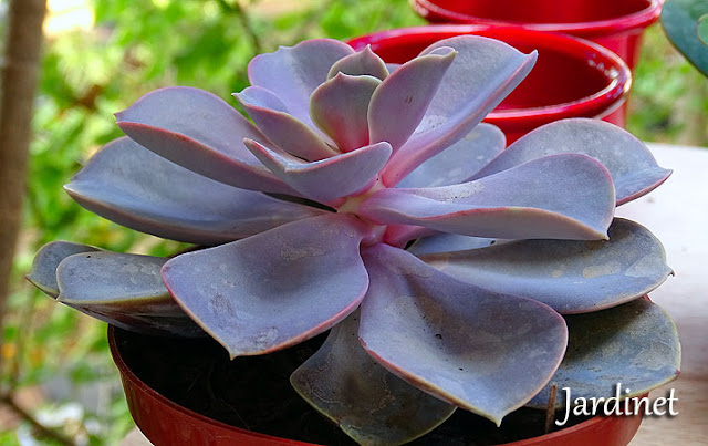 Perle von nurnberg