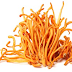 Cordyceps Mushroom Pure Culture Supplier Company in Italy | Cordyceps Mushroom Company in Italy