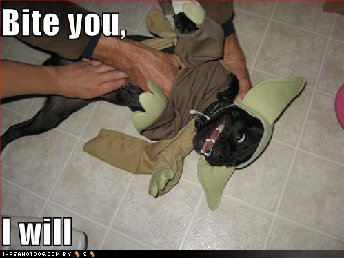 funny-dog-pictures-yoda-bites.jpg